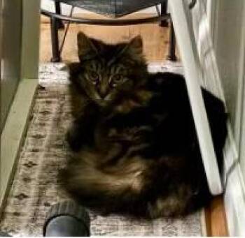 Rescue Domestic Long Hair Cats for Adoption in Virginia Beach, Virginia - 177772 Nala (Off Site Foster) | PetCurious