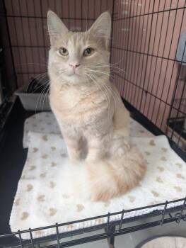 Domestic Short Hair Cats Available for Adoption in Montreal, Quebec - Litchi | PetCurious