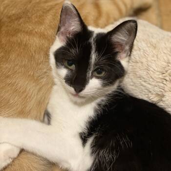 Domestic Short Hair Cats Available for Adoption - Kali | PetCurious