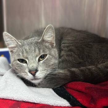 Ric Grayson -  Domestic Short Hair Cat for Adoption in Davenport, Iowa - Ric Grayson | PetCurious