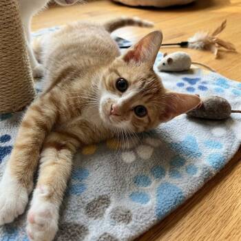 Kyle 5334 -  Domestic Short Hair Cat for Adoption in Boca Raton, Florida - Kyle 5334 | PetCurious