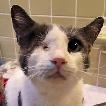Odin -  Domestic Short Hair Cat for Adoption in Titusville, Florida - Odin | PetCurious