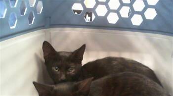 SALEM -  Domestic Short Hair Cat for Adoption in Charlotte, North Carolina - SALEM | PetCurious
