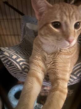 Domestic Short Hair Cats Available for Adoption - Columbo | PetCurious