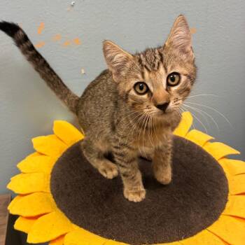 Ben -  Domestic Short Hair Cat for Adoption in NEW PT RICHEY, Florida - Ben | PetCurious