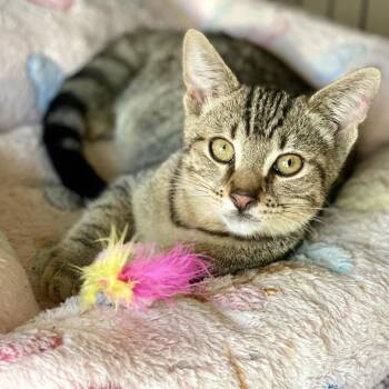Arya -  Domestic Short Hair Cat for Adoption in Los Angeles, California - Arya | PetCurious