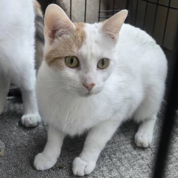 Rescue Domestic Short Hair Cats for Adoption in Reeseville, Wisconsin - Penelope | PetCurious