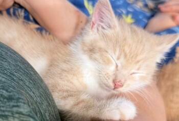 Domestic Short Hair Cats Available for Adoption in Lawrenceville, Georgia - Lily | PetCurious