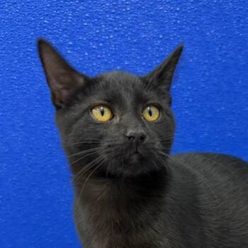 Piglet -  Domestic Short Hair Cat for Adoption in Dunkirk, New York - Piglet | PetCurious