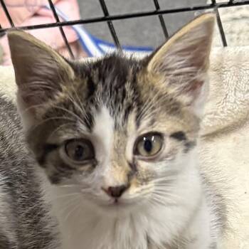 Benny -  Domestic Short Hair Cat for Adoption - Benny | PetCurious