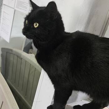 Sandwich Person -  Domestic Short Hair Cat for Adoption in Austin, Texas - Sandwich Person | PetCurious