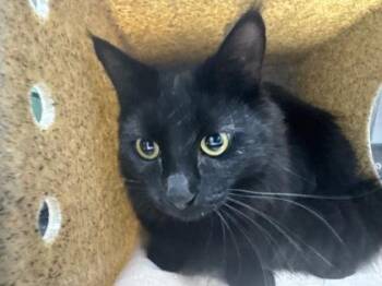 Loki -  Domestic Long Hair and Domestic Short Hair Cat for Adoption in Missoula, Montana - Loki | PetCurious