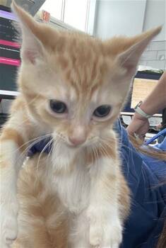 Domestic Short Hair Cats Available for Adoption in Dallas, Texas - MOSS | PetCurious