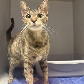 Rescue Domestic Short Hair Cats for Adoption in Dallas, Texas - Puna | PetCurious