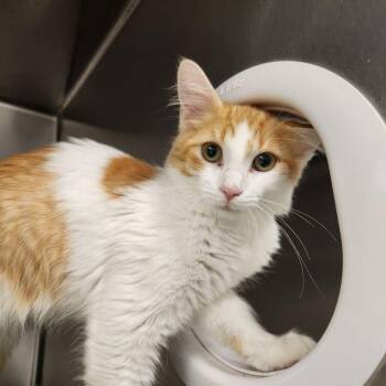 Snickerdoodle -  Domestic Long Hair Cat for Adoption in Liberty, Missouri - Snickerdoodle | PetCurious