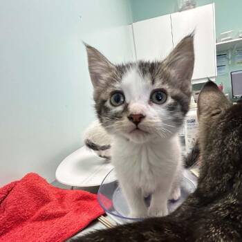 Winnie -  Domestic Short Hair Cat for Adoption in Clavet, Saskatchewan - Winnie | PetCurious