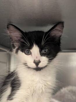 Opalite -  Domestic Short Hair Cat for Adoption in Vancouver, Washington - Opalite | PetCurious