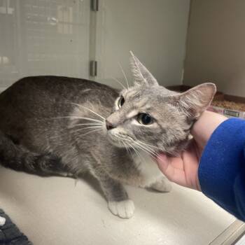 Rescue Domestic Short Hair Cats for Adoption in Webster, Texas - Nola (Formerly Mabel) | PetCurious