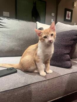 Rescue Domestic Short Hair Cats for Adoption in Shakespeare, Ontario - Ted | PetCurious