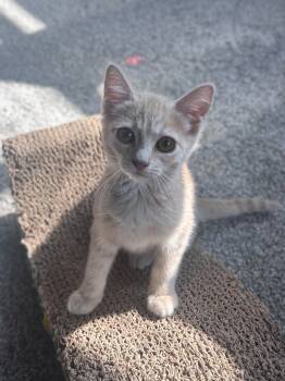 Rescue Domestic Short Hair Cats for Adoption in Millcreek, Utah - Lewis | PetCurious