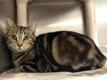Opal -  Tabby Cat for Adoption in Calhoun, Kentucky - Opal | PetCurious