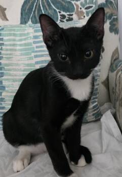 Rescue Domestic Short Hair Cats for Adoption in New York, New York - Tom Kitten | PetCurious
