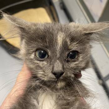 Hams -  Domestic Medium Hair Cat for Adoption in Sheridan, Wyoming - Hams | PetCurious