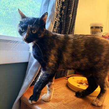Pella -  Tortoiseshell and Domestic Short Hair Cat Available for Adoption in Lombard, Illinois - Pella | PetCurious