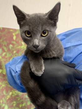 Bart -  Domestic Short Hair Cat for Adoption in San Antonio, Texas - Bart | PetCurious