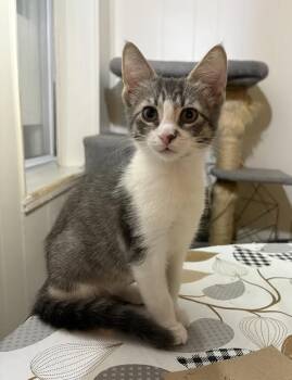 Rescue American Shorthair Cats for Adoption in Lincoln Park, New Jersey - Biscuit And Peanut | PetCurious