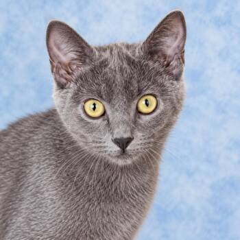 Thor -  Domestic Short Hair Cat for Adoption in Long Beach, Washington - Thor | PetCurious