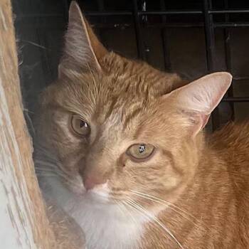 Farrah -  Domestic Short Hair Cat for Adoption in Tioga, Pennsylvania - Farrah | PetCurious