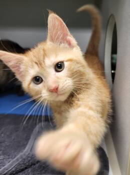 Domestic Short Hair Cats Available for Adoption in Grayslake, Illinois - Transmission | PetCurious