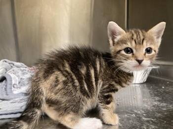 MARIE SCHRADER -  Domestic Short Hair Cat for Adoption in Tustin, California - MARIE SCHRADER | PetCurious