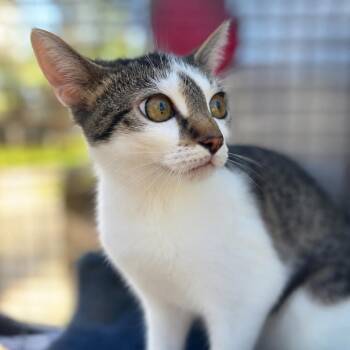 Katara -  Domestic Short Hair Cat for Adoption in Austin, Texas - Katara | PetCurious