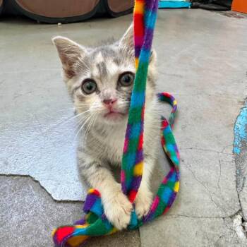 Rubber Duckie -  Domestic Short Hair Cat for Adoption in La Grange, Kentucky - Rubber Duckie | PetCurious