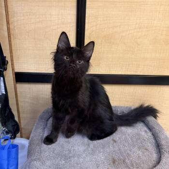 Benn -  Maine Coon and Domestic Medium Hair Cat for Adoption in Fresno, California - Benn | PetCurious