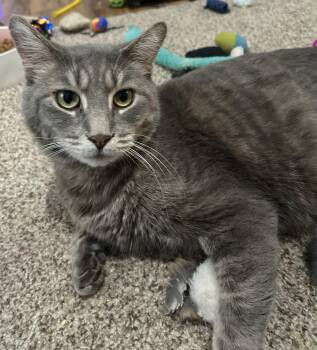 Domestic Short Hair Cats Available for Adoption - Sheldon | PetCurious