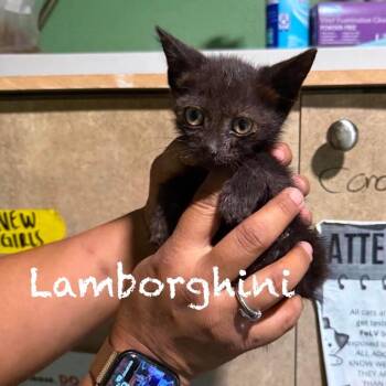 Lamborghini -  Domestic Short Hair Cat for Adoption in Tampa, Florida - Lamborghini | PetCurious