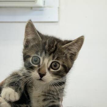 Sole -  Domestic Short Hair Cat for Adoption in Gardnerville, Nevada - Sole | PetCurious