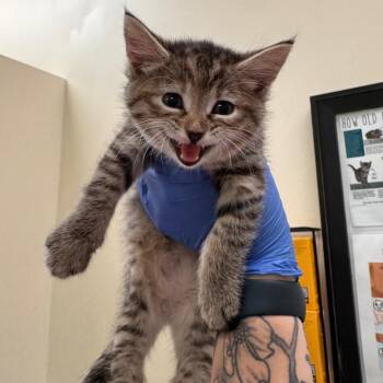 Velcro -  Domestic Short Hair Cat for Adoption in Lynchburg, Virginia - Velcro | PetCurious