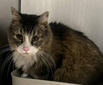 Hopi -  Domestic Long Hair Cat for Adoption in Golden, Colorado - Hopi | PetCurious