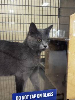Domestic Short Hair Cats Available for Adoption in Parker, Colorado - Zack | PetCurious