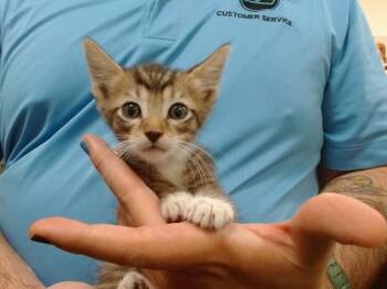 FINN -  Domestic Short Hair Cat for Adoption in Doral, Florida - FINN | PetCurious