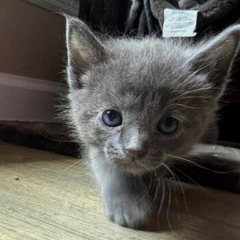 Bosch -  Domestic Short Hair Cat for Adoption in Brownsboro, Alabama - Bosch | PetCurious