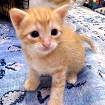 Domestic Short Hair Cats Available for Adoption in Long Beach, California - Cannoli (pink) | PetCurious