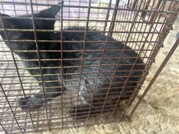 A660936 -  Domestic Short Hair Cat for Adoption in Houston, Texas - A660936 | PetCurious