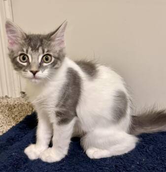 Rescue Domestic Long Hair Cats for Adoption in Schertz, Texas - McSassy | PetCurious