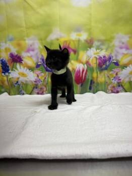 Domestic Short Hair Cats Available for Adoption in San Antonio, Texas - Katsu | PetCurious