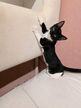 Roo -  Domestic Short Hair Cat for Adoption in Deltona, Florida - Roo | PetCurious